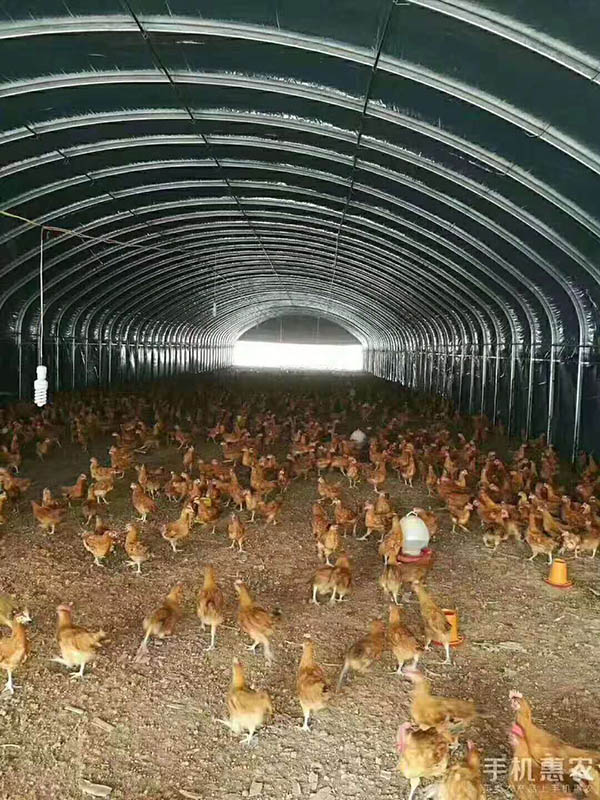 丹凤县养殖大棚